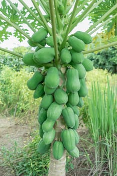 fresh papaya tree with bunch of fruits