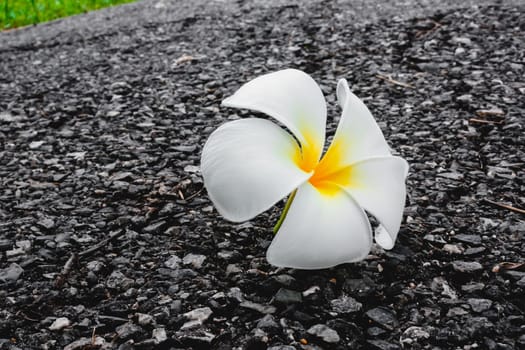 Flower down on  floor at green garden
