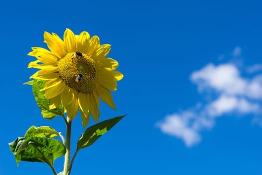 Bee on the sunflower and sucking nectar for honey production