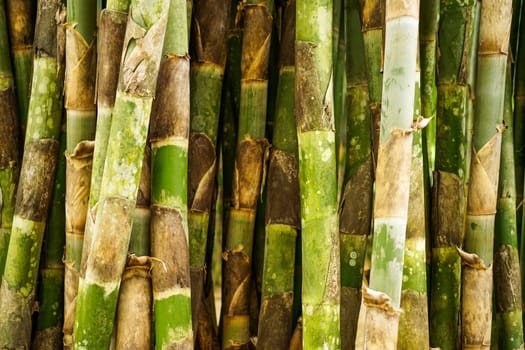 Bamboo forrest close up, Fence of stalks growing close