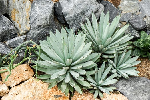 Agave Plant, Parryi growing between rocks in tropical climate