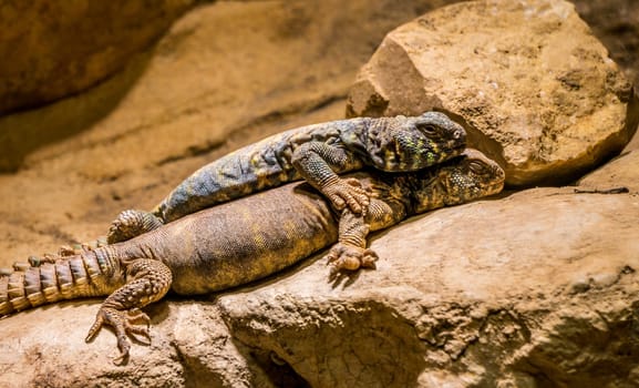 a blue Spiny Lizard and one Gila Monster lying together on the stone
