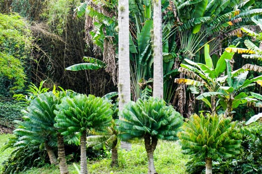 three young small royal palms growing i tropical Forest