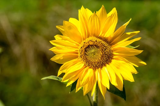 Sunflowers in full bloom in the sunshine