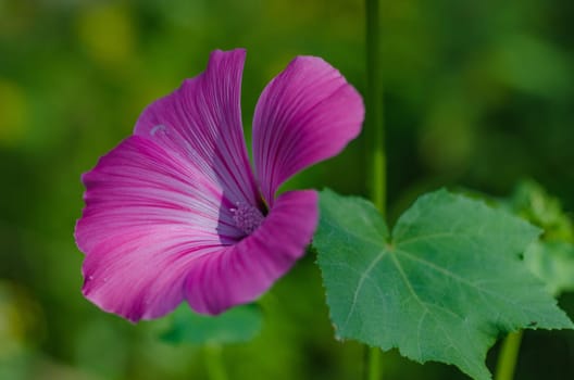 Lavatera blossoms in summer garden on Sunny day