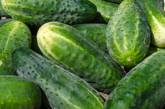 Cucumber harvest vegetables in the late summer at the gardener