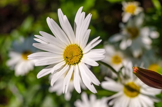 The Chamomile flower hunt flies white spider