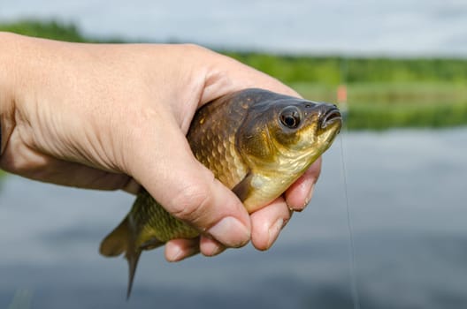 Carp just caught on the bait lake