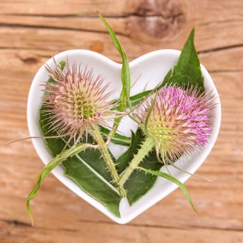 Homeopathy and cooking with medicinal herbs,card