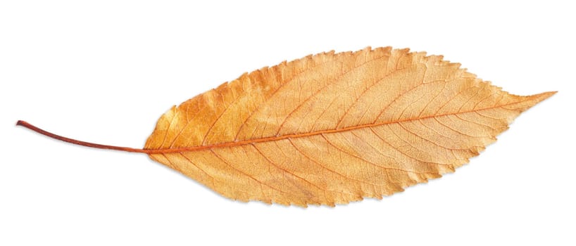 Beautiful autumn yellow and dry Fall leaf isolated on white, way in path