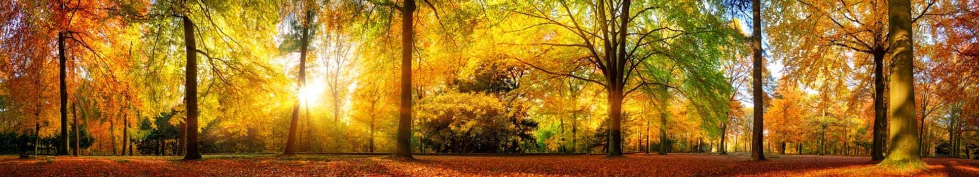 Extra wide panorama of a gorgeous forest in autumn,a scenic landscape with pleasant warm sunshine
