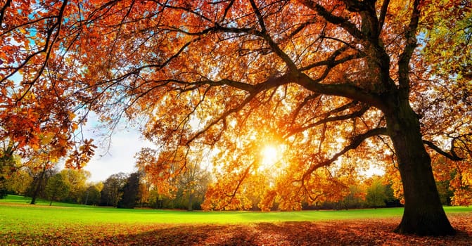 Beautiful oak tree on a lawn with the setting autumn sun shining warmly through its leaves