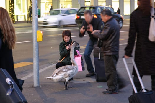 Zurich, Switzerland - November 25, 2011. Gus went on the road. People take pictures of goose, zoom