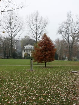 Ginger Lonely tree in a park in autumn