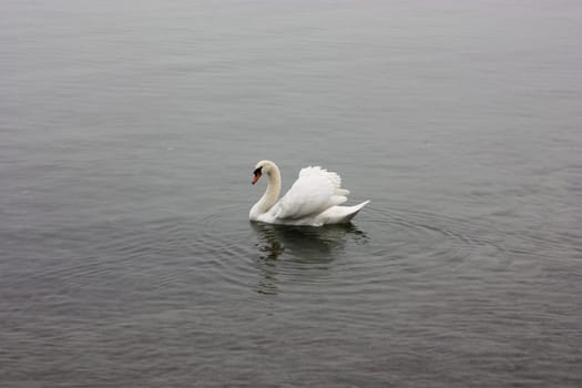 Lonely white swan floating in the cold lake