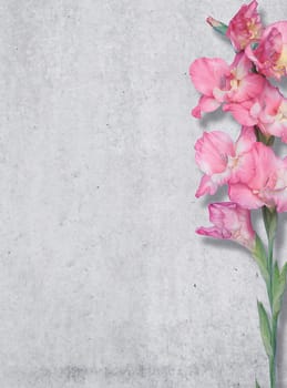 Pink lily on a background of a concrete wall, texture, Free place.