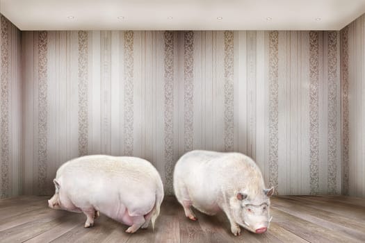 Creative concept. Two pigs stand in the room.