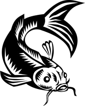Illustration of a koi carp nishikigoi fish viewed from front set on isolated white background done in retro woodcut style.