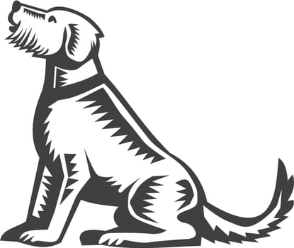 Illustration of a welsh terrier dog sitting looking up viewed from side set on isolated white background done in retro woodcut style