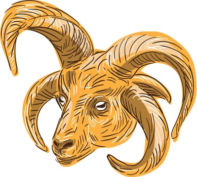 Drawing sketch style illustration of a head of a Manx Loaghtan, Loaghtyn or Loghtan, a breed of sheep (Ovis aries) native to the Isle of Man that have dark brown wool and usually four or occasionally six horns set on isolated white background.