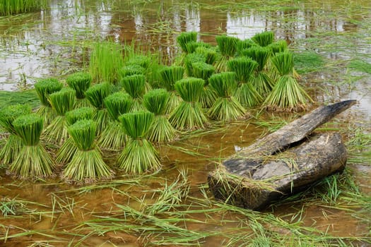 Rice plant seedling,bundled seedlings for growing rice