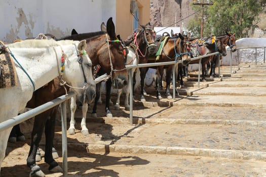Donkeys at the Greece Santorini island are used to transport tourists in summer time