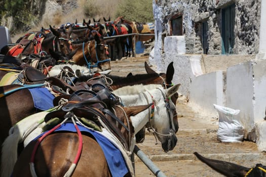Donkeys at the Greece Santorini island are used to transport tourists in summer time
