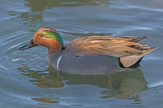 Green-Winged Teal in a Marsh near Port Aransas, Texas