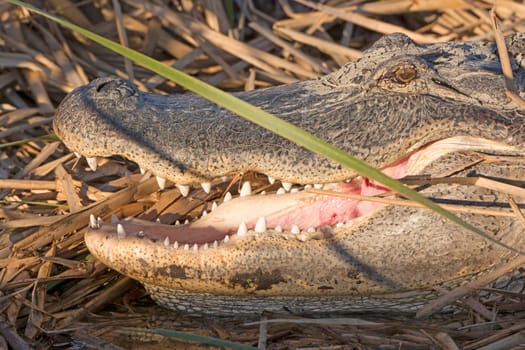 Open Mouth of an Alligator near Port Aransas, Texas