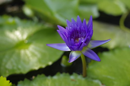 violet Lily in the pond on a bright sunny day, violet lotus flower in Thailand on Phuket Isand