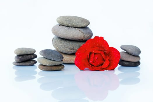 Red rose with drops of water and stones. Harmony of Feng Shui