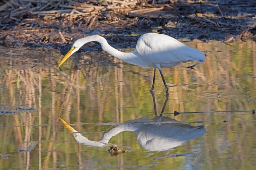 Common Egret on the Hunt with its reflection in Port Aransas, Texas