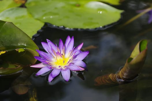 violet Lily in the pond on a bright sunny day, violet lotus flower in Thailand on Phuket Island