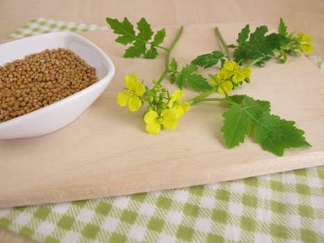 Mustard herb with flowers and mustard seeds