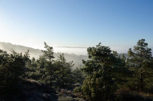 fog over the valley in the early morning when the sun go up