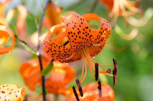 one orange lovely flower from the family lily