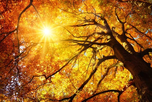 Autumn sun shining warmly through the leaves of a majestic gold beech tree,worm's eye view