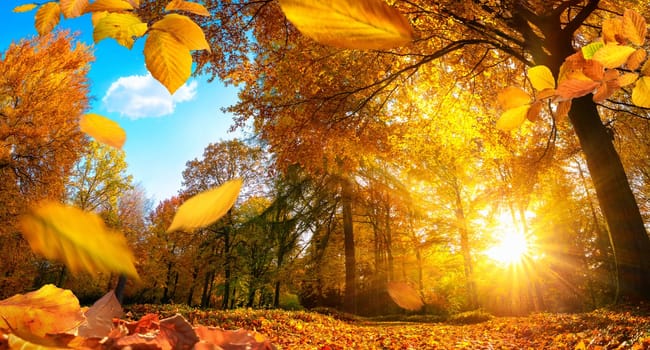 Golden autumn scene in a park,with falling leaves,the sun shining through the trees and blue sky