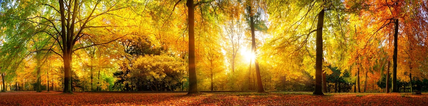 Panorama of a stunning forest scenery in autumn,a scenic landscape with pleasant warm sunshine