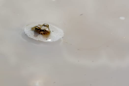 Frog in the pond with bubbles around it