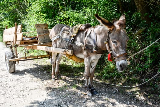 Donkey wagon in a tree shade waiting for next transport