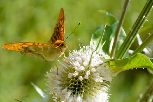 Orange butterfly on  bur in the sunny morning