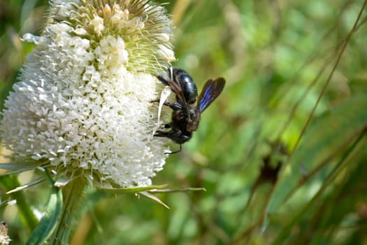Carpenter bee on a bur on a sunny day