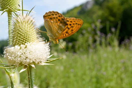 Orange butterfly on  bur in the sunny morning