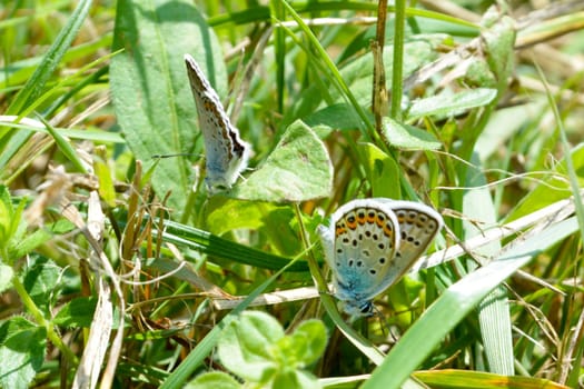 Small blue butterfly in the grass