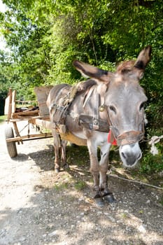 Donkey wagon in a tree shade waiting for next transport