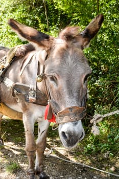 Closeup of donkey waiting in a tree shade