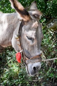 Closeup of donkey waiting in a tree shade