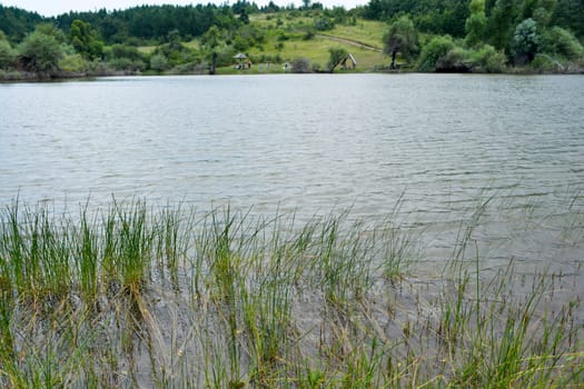 Pond surounded with forest on a sunny day