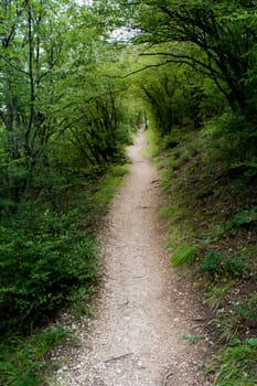 Beautiful road trough the woods on a sunny day